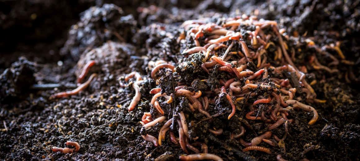 Wat is wormencompostering en wat is wormencompost ?