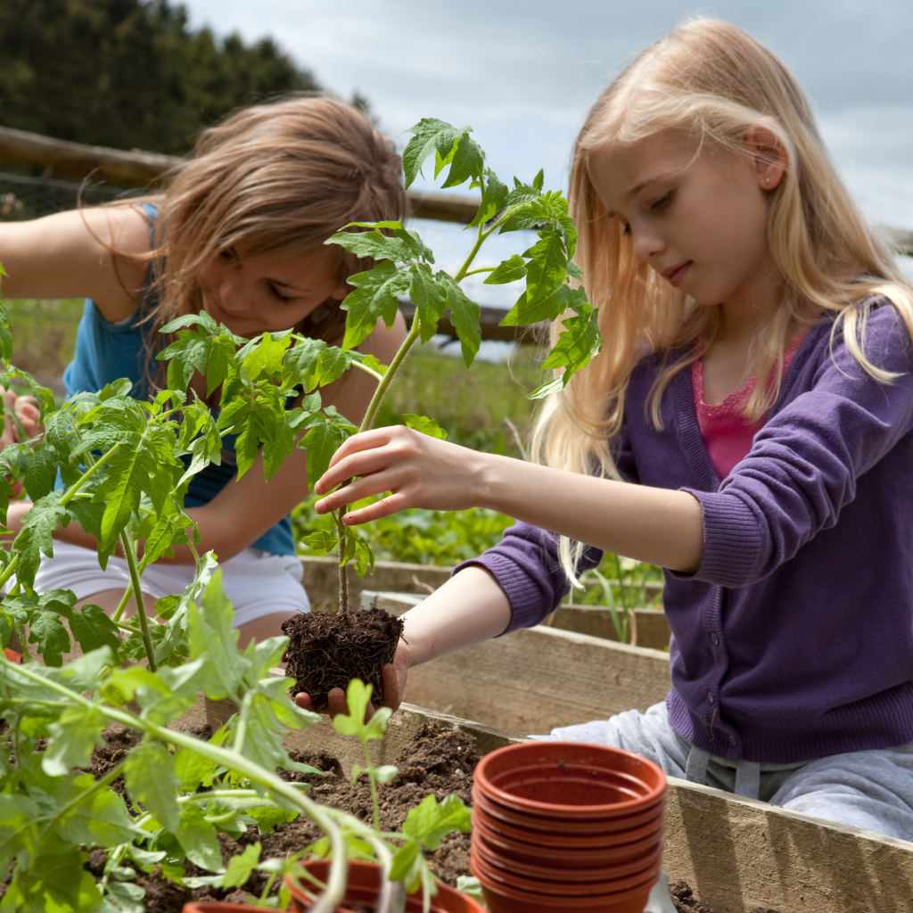 Cultiver des tomates dans son jardin avec le lombricompost Pur Ver