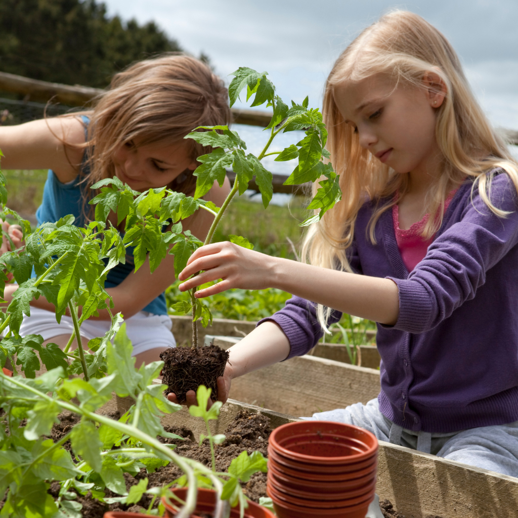 Germie : Il invente un kit innovant pour repiquer les plants de tomates  plus facilement - NeozOne