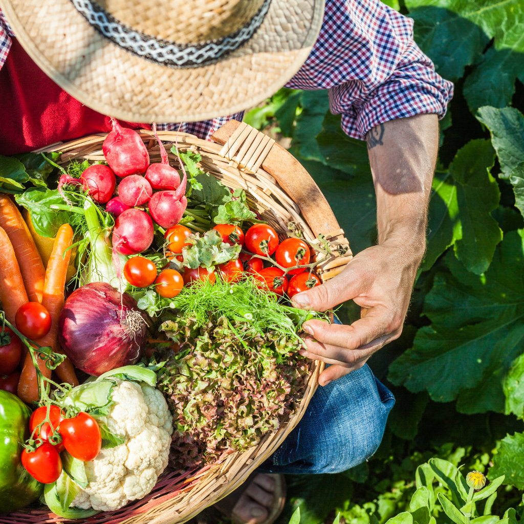 Comment s'assurer d'une belle récolte de tomates?