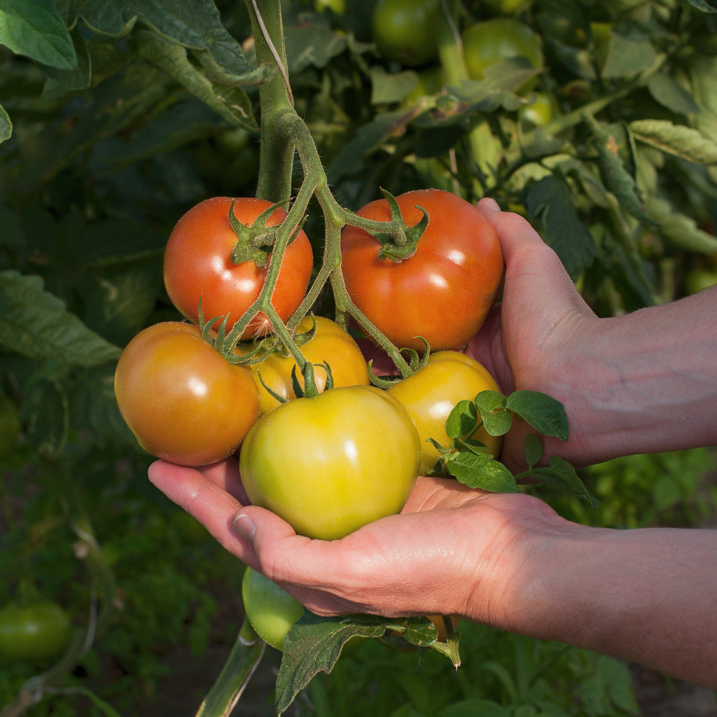 "Plus de variétés de tomates dans son jardin avec le lombricompost Pur Ver"